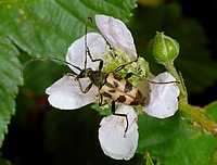 Gefleckter Blütenbock, Pachytodes cerambyciformis.