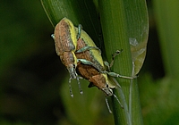 Gelbrand-Rüssler, Chlorophanus viridis, Paarung.