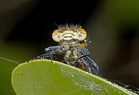 Frühe Adonisjungfer, Pyrrhosoma nymphula, Weibchen.
