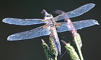 Vierfleck-Libelle, Libellula quadrimaculata.