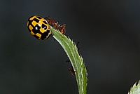 Schwarzgefleckter Marienkäfer, Propylea quatuordecimpunctata