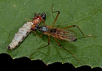 Tanzfliege, Hybotidae sp., mit Beute.
